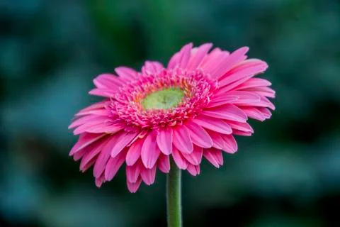 A Gerbera flower Stock Photos