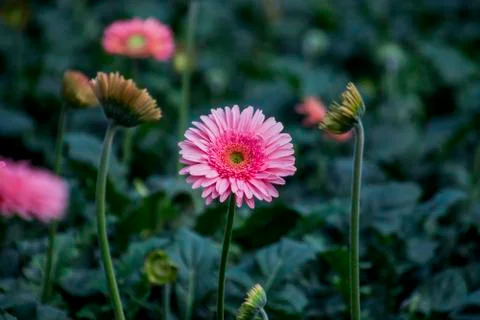 A Gerbera flower Stock Photos
