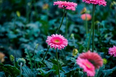 A Gerbera flower Stock Photos
