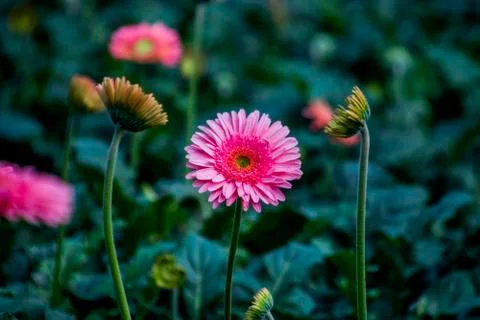 A Gerbera flower Stock Photos