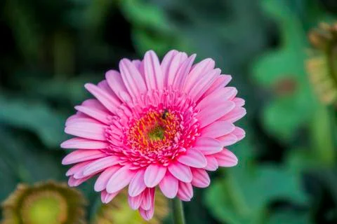 A Gerbera flower Stock Photos