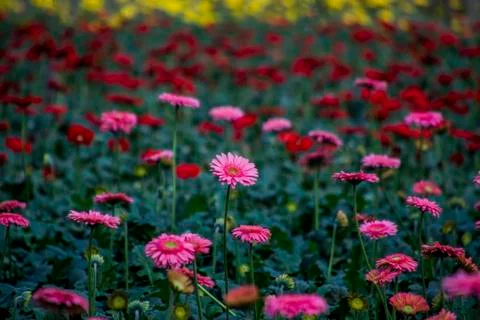 A Gerbera flower Foto stock