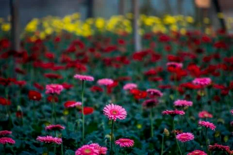 A Gerbera flower Stock Photos