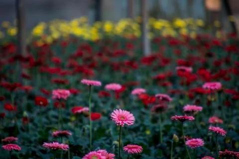 A Gerbera flower Stock Photos