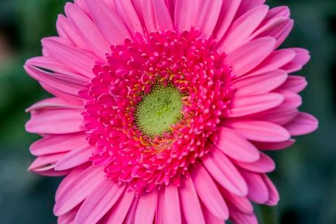 A Gerbera flower Stock Photos