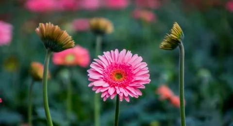 A Gerbera flower Stock Photos