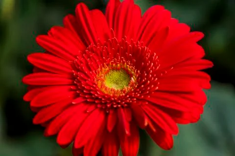 A Gerbera flower Stock Photos