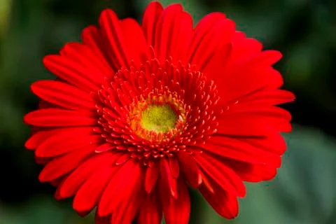 A Gerbera flower Stock Photos