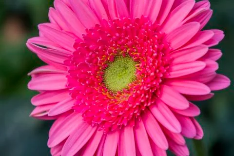 A Gerbera flower Stock Photos