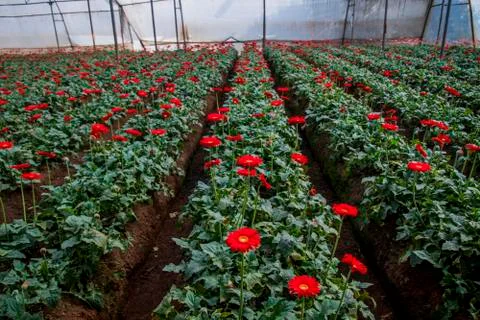 A Gerbera flower Stock Photos