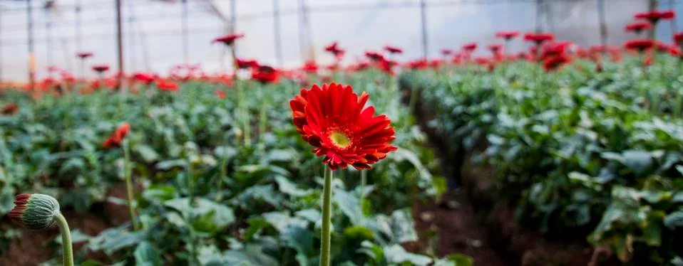A Gerbera flower Stock Photos