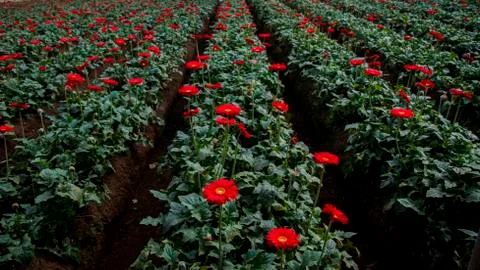 A Gerbera flower Stock Photos