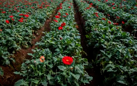 A Gerbera flower Stock Photos