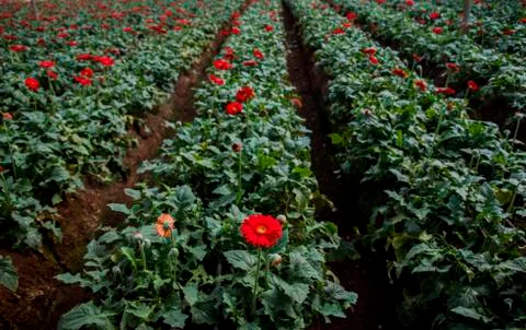 A Gerbera flower Stock Photos