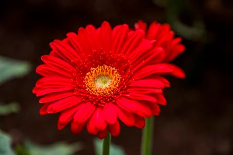 A Gerbera flower Stock Photos