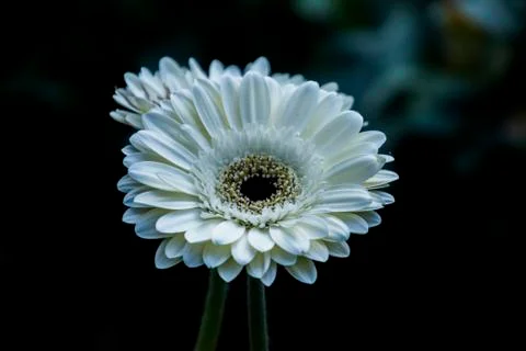 A Gerbera flower Stock Photos