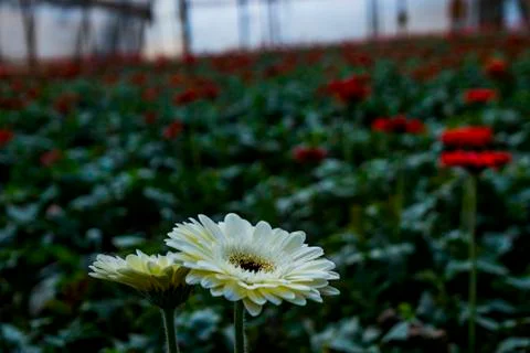 A Gerbera flower Stock Photos