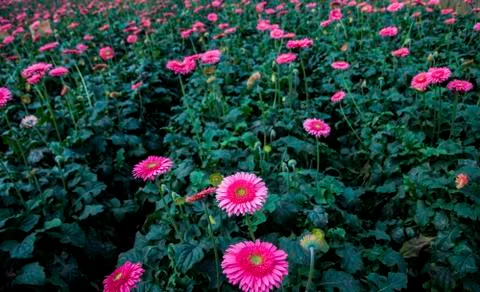A Gerbera flower Stock Photos