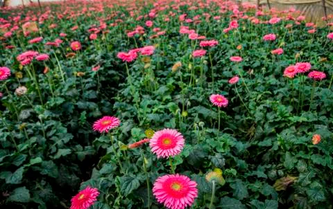 A Gerbera flower Foto stock