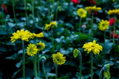 A Gerbera flower Stock Photos