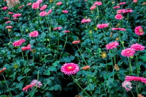A Gerbera flower Stock Photos