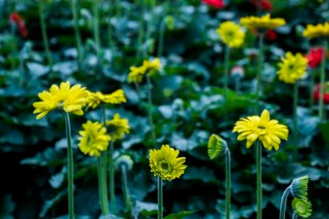 A Gerbera flower Stock Photos