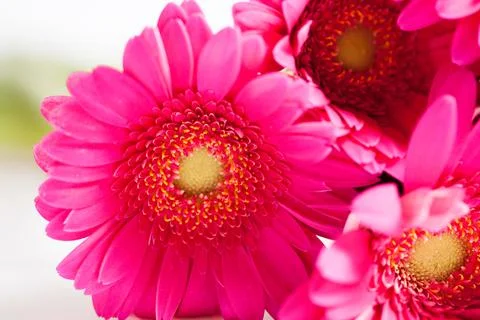 Gerbera flower Stock Photos