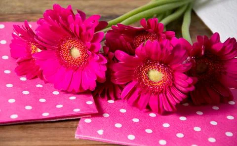 Gerbera flower Stock Photos