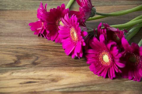 Gerbera flower Stock Photos
