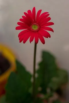 Gerbera flower Stock Photos