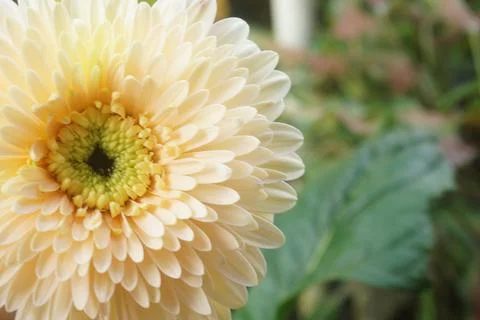 Gerbera flower Stock Photos