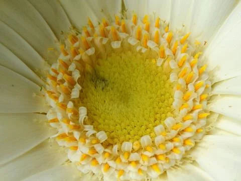 Gerbera Flower. Stock Photos