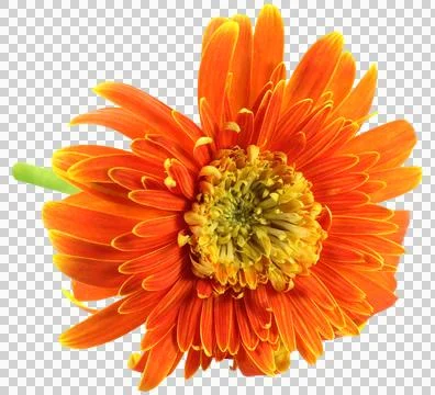 Gerbera Flower Stock Photos