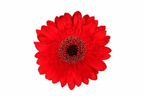 Gerbera flower Stock Photos