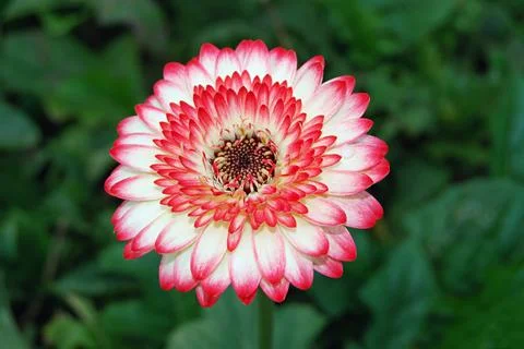Gerbera flower Stock Photos