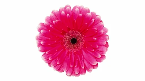 Gerbera flower, pink bud, rotating Vidéo 166363389