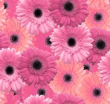 Gerbera flower seamless pattern background Stock Photos