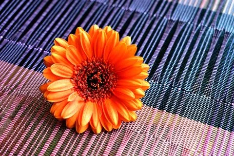 The gerbera flower is on the table Stock Photos