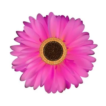 Gerbera Flower White Background Illustrazione stock