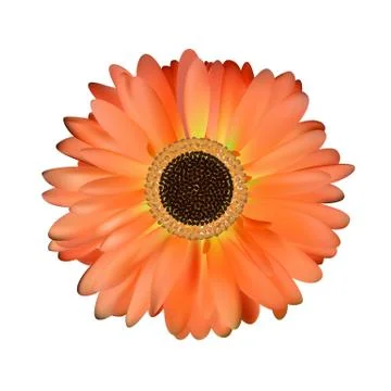 Gerbera Flower White Background イラスト素材