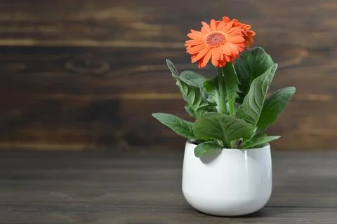 Gerbera in flowerpot Stock Photos