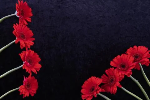 Gerbera flowers are located on the table on the side Stock Photos