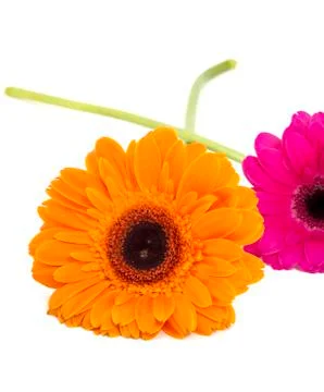 Gerbera flowers isolated Stock Photos