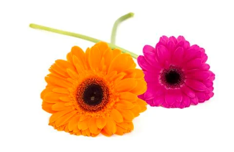 Gerbera flowers isolated Foto stock