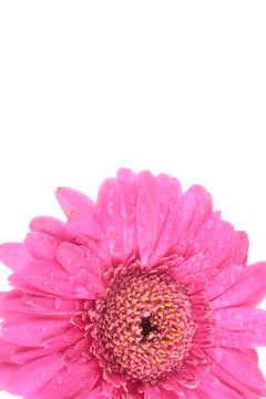 Gerbera flowers isolated on white background Stock Photos