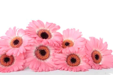Gerbera flowers isolated on white Stock Photos