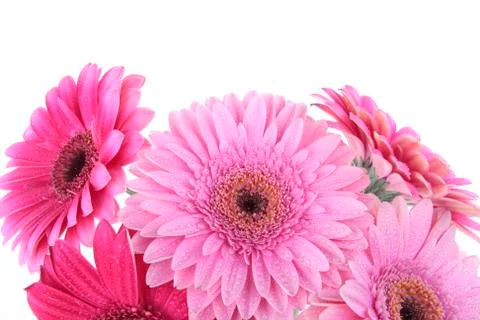 Gerbera flowers isolated on white Stock Photos