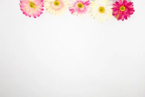 Gerbera flowers multicolored on white background with place for text Stock Photos