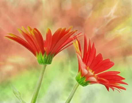 Gerbera  flowers Stock Photos