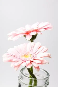 Gerbera flowers Stock Photos